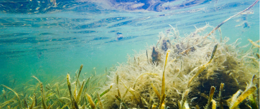 The mode of action of seaweed based plant biostimulants