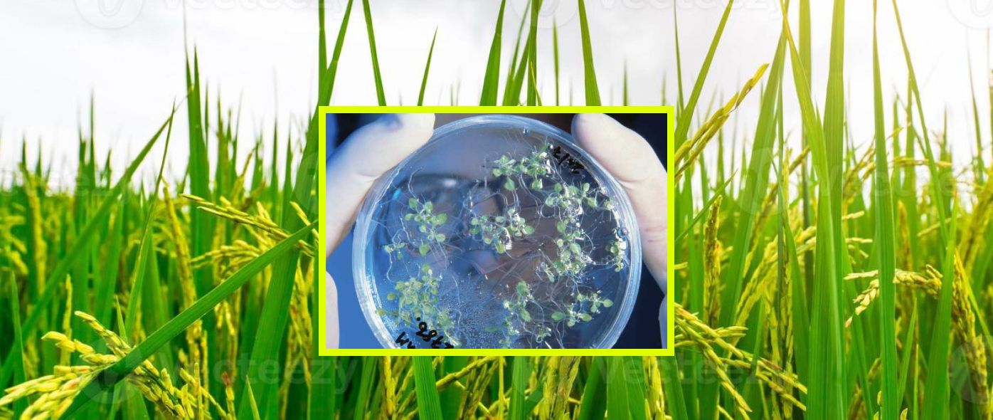 Microbiome Homeostasis On Rice Leaves Is Regulated By A Precursor Molecule Of Lignin Biosynthesis