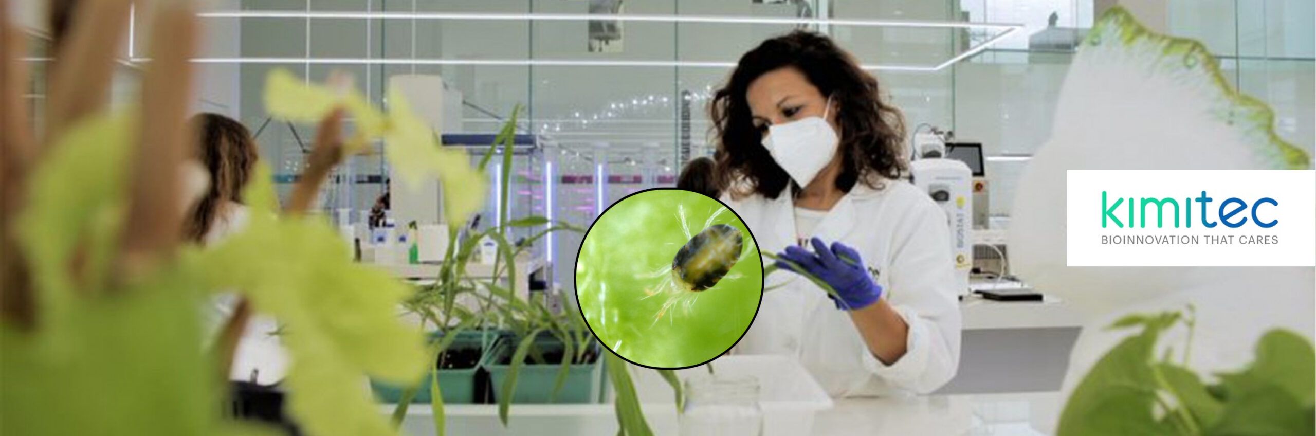 Kimitec’s Breakthrough: First Natural Miticide Successfully Registered