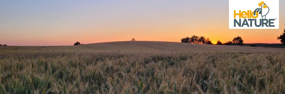 Hello Nature Achieves REACH Registration for Iron Biochelate™: A Milestone in Sustainable Agriculture