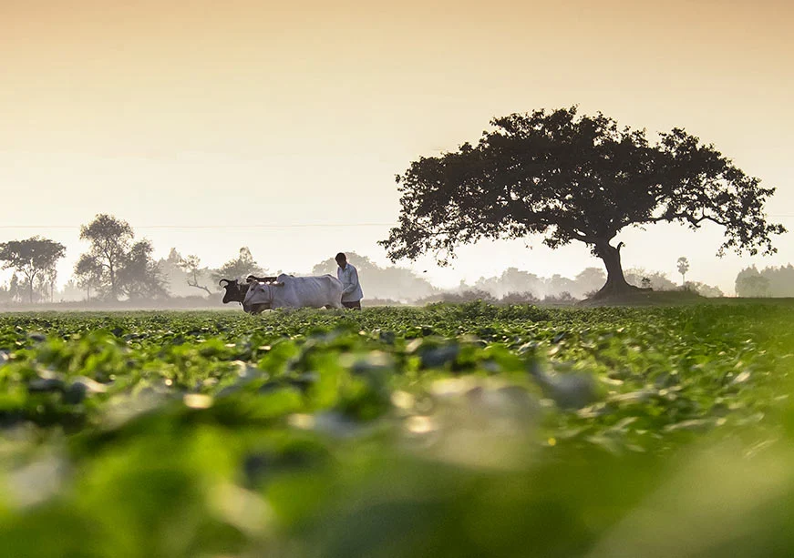 From the Amazon to the World: Agriculture and Food Systems at COP30