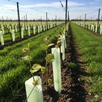 Protealis’s first biological solution Magnfix™ approved