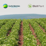 Certis Belchim and Elicit Plant announce strategic partnership to co-develop an innovative Biostimulant for potatoes