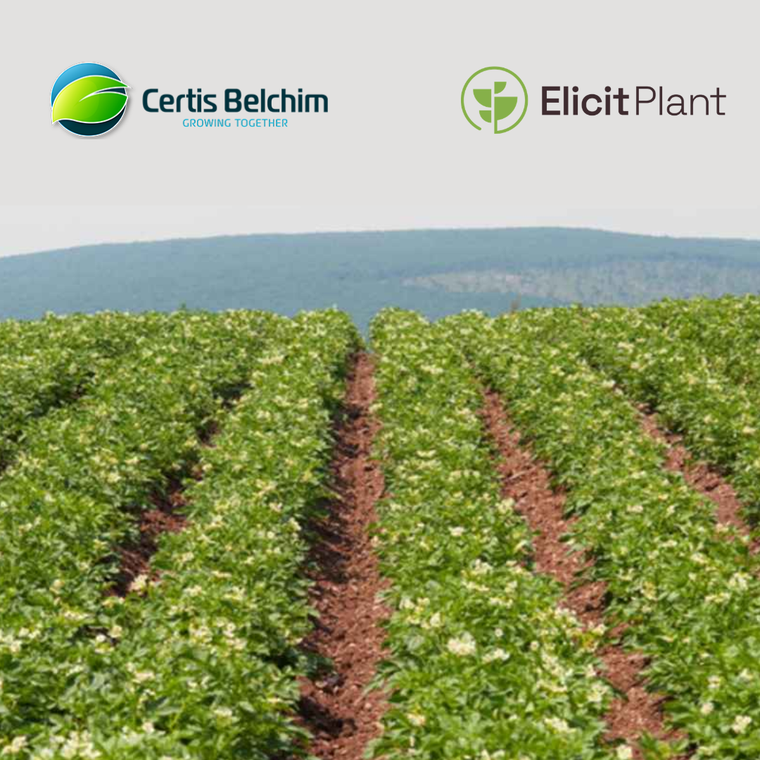 Certis Belchim and Elicit Plant announce strategic partnership to co-develop an innovative Biostimulant for potatoes