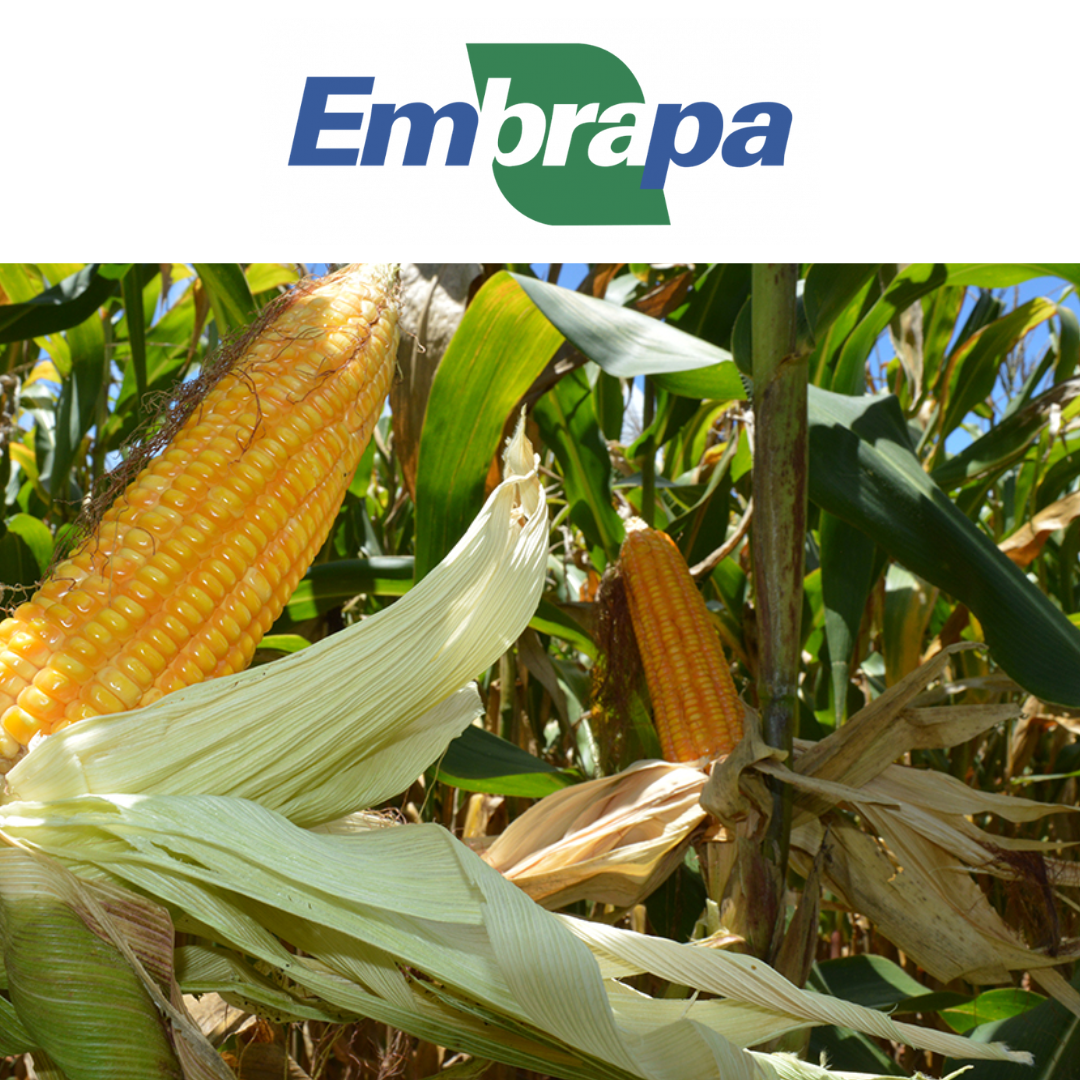 Embrapa expands low-carbon portfolio and launches corn and sorghum programs