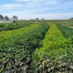 Protealis Announces Regulatory Approval of its First Biological Solution MagNfix™ and Launch of Five New Soybean Varieties