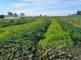 Protealis Announces Regulatory Approval of its First Biological Solution MagNfix™ and Launch of Five New Soybean Varieties