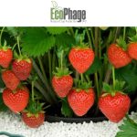EcoPhage Submits EcoStraw® to EPA, Expanding Sustainable Solutions for U.S. Strawberry Growers