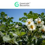 GreenLight Biosciences Secures Belgian Emergency Use Authorization for first RNA-Based Insecticide in the EU