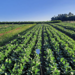Brazil Eyes Struvite as Sustainable Alternative to Imported Phosphate Fertilizers