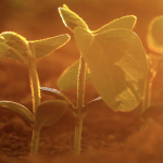 SLC Agrícola strengthens its track record in the ISE B3 and reinforces its commitment to the ESG agenda