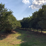 control of shoot diseases represents one of the main challenges for the sanitary management of macadamia
