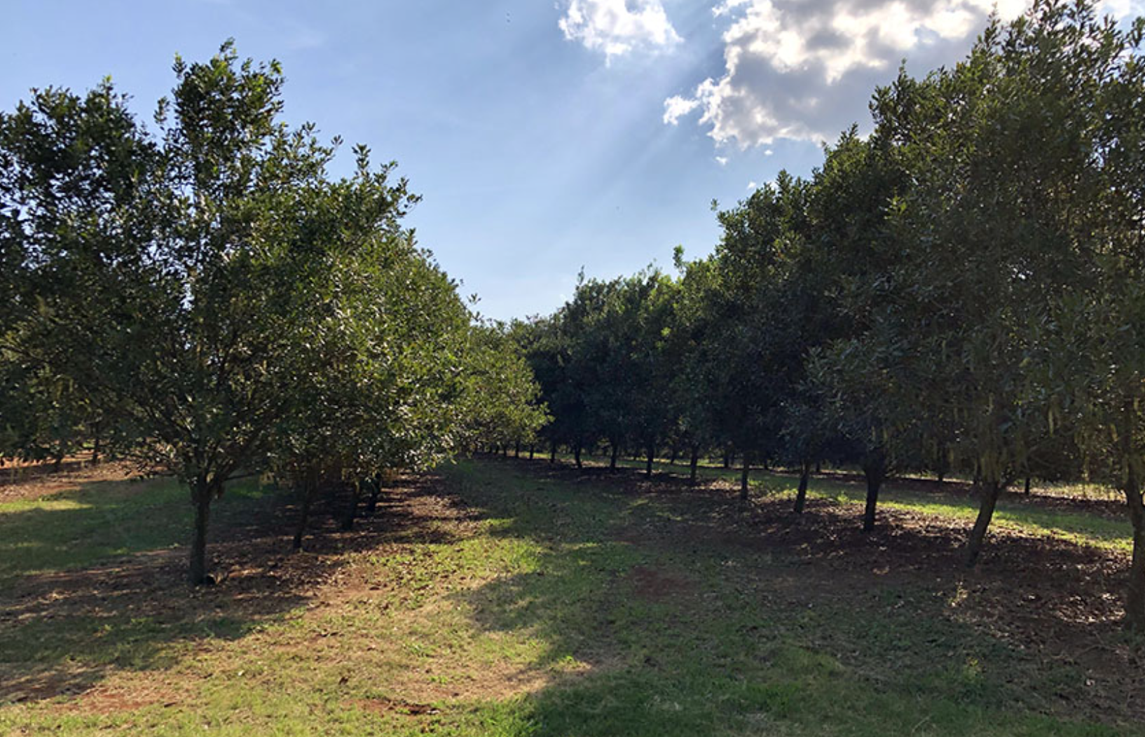 Control of shoot diseases represents one of the main challenges for the sanitary management of macadamia