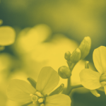 MustGrow Announces Non-Brokered LIFE Offering of Approximately $2 Million