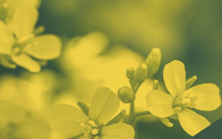 MustGrow Announces Non-Brokered LIFE Offering of Approximately $2 Million