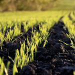 A next-generation biostimulant formulation designed for the demands of broadacre crops