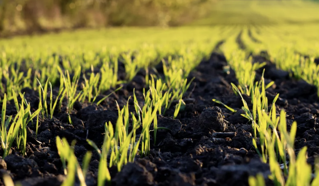 A next-generation biostimulant formulation designed for the demands of broadacre crops
