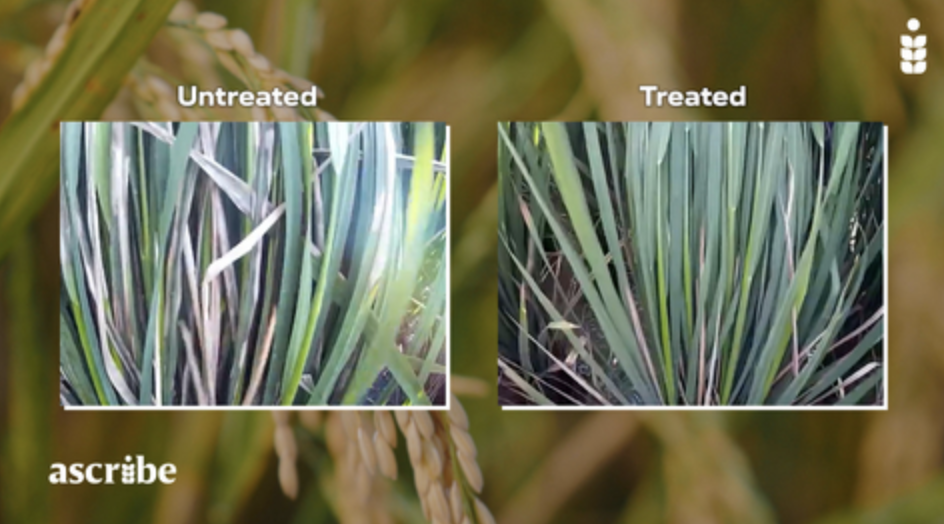 Syngenta and Ascribe Bioscience Partner to Bring New Biofungicide to Asian Farmers, securing exclusive commercial rights to PHYTALIX® for major crops like rice.