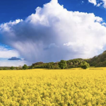 USDA Invests up to $310 Million in Partnership Projects to Boost Farm Operations and Conserve Natural Resources
