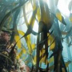 Kelpak says ocean-based biostimulants can support agriculture without depleting kelp forests