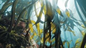 Kelpak says ocean-based biostimulants can support agriculture without depleting kelp forests
