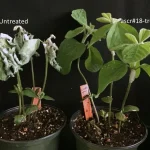 Primed and Ready to Fight: A Nematode Pheromone Arms Plants to Battle Pathogens