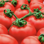 Major scientific breakthrough increases crop yields by using the plant’s own natural mechanisms