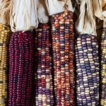 USDA Announces $180 Million Seed Sovereignty Initiative to Strengthen U.S. Agricultural Security
