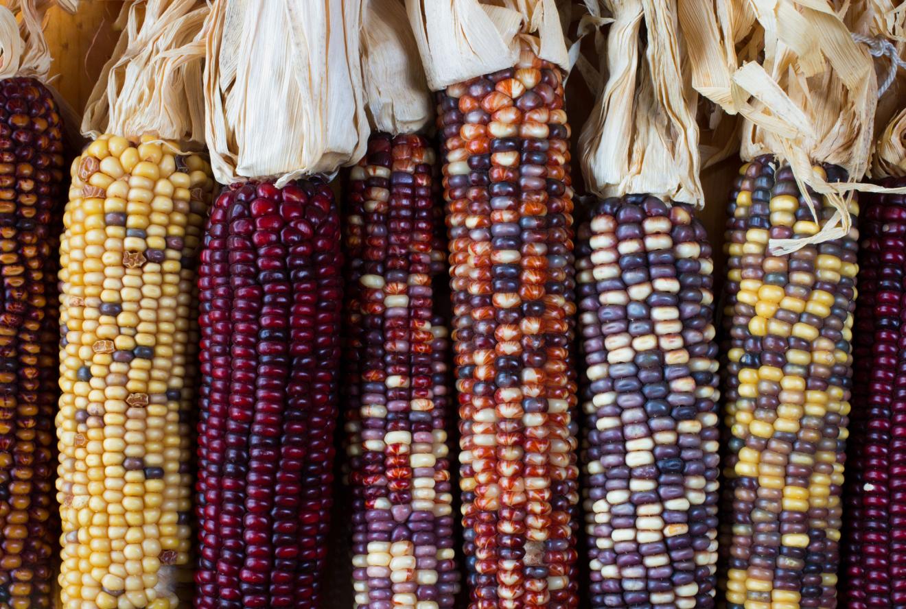 USDA Announces $180 Million Seed Sovereignty Initiative to Strengthen U.S. Agricultural Security